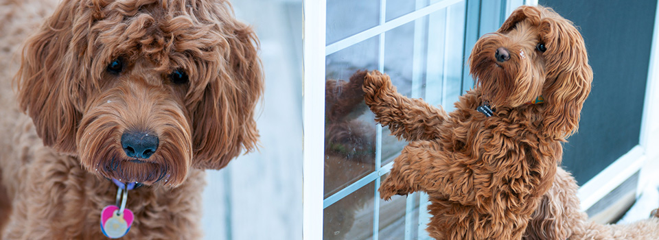 Adorable Down East Labradoodles Adel