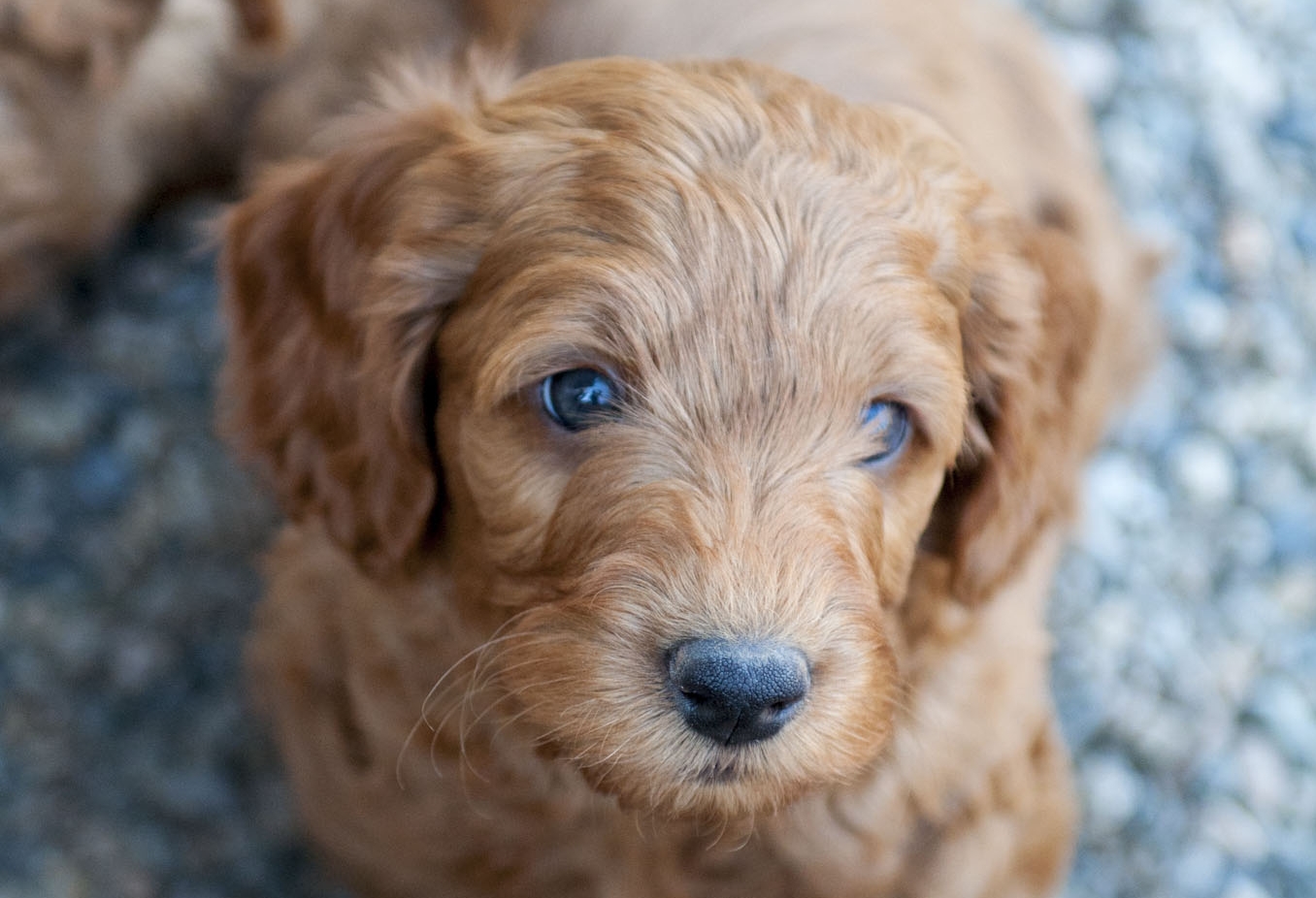 dette betale sig Thrust Adorable Down East Labradoodles