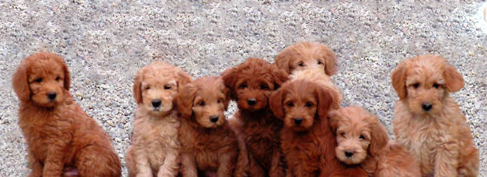 chocolate mini labradoodle puppies for sale