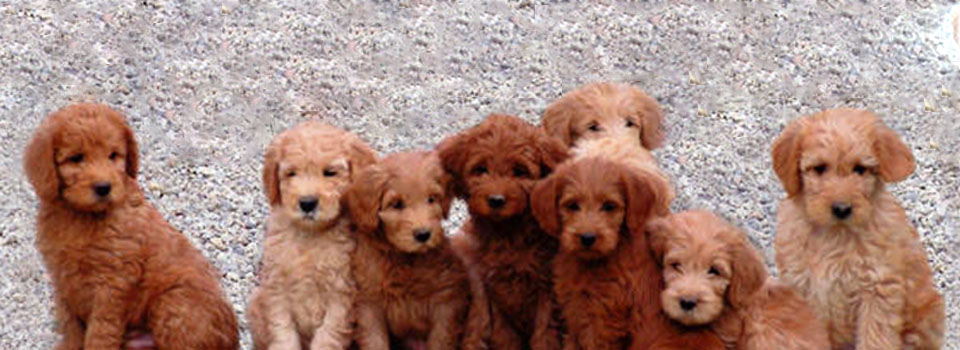 mini labradoodle images