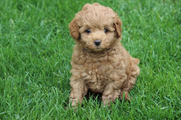 Puppies For Sale Windham Maine
