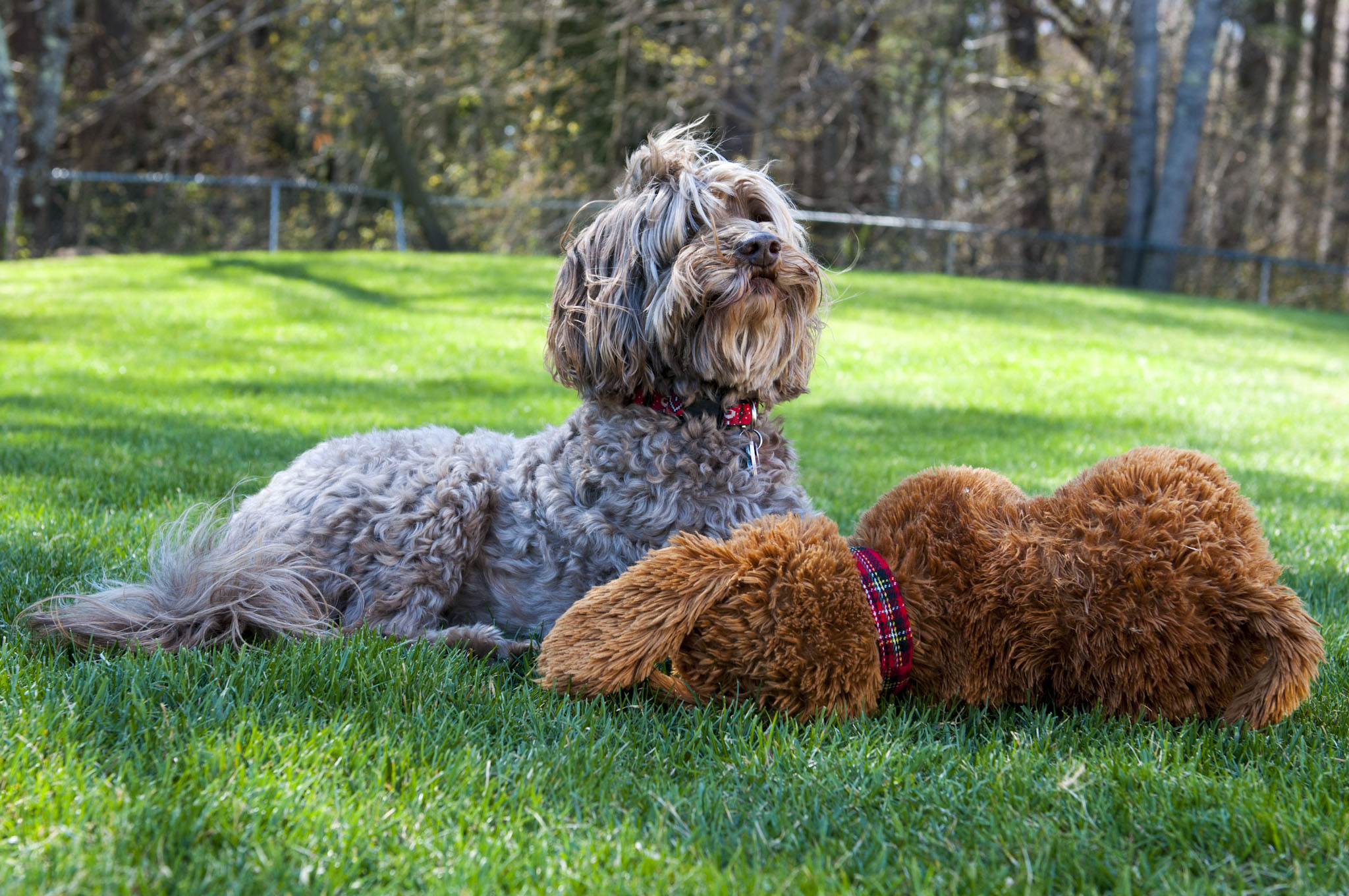 Tully the Therapy Dog Adorable Down East Labradoodles