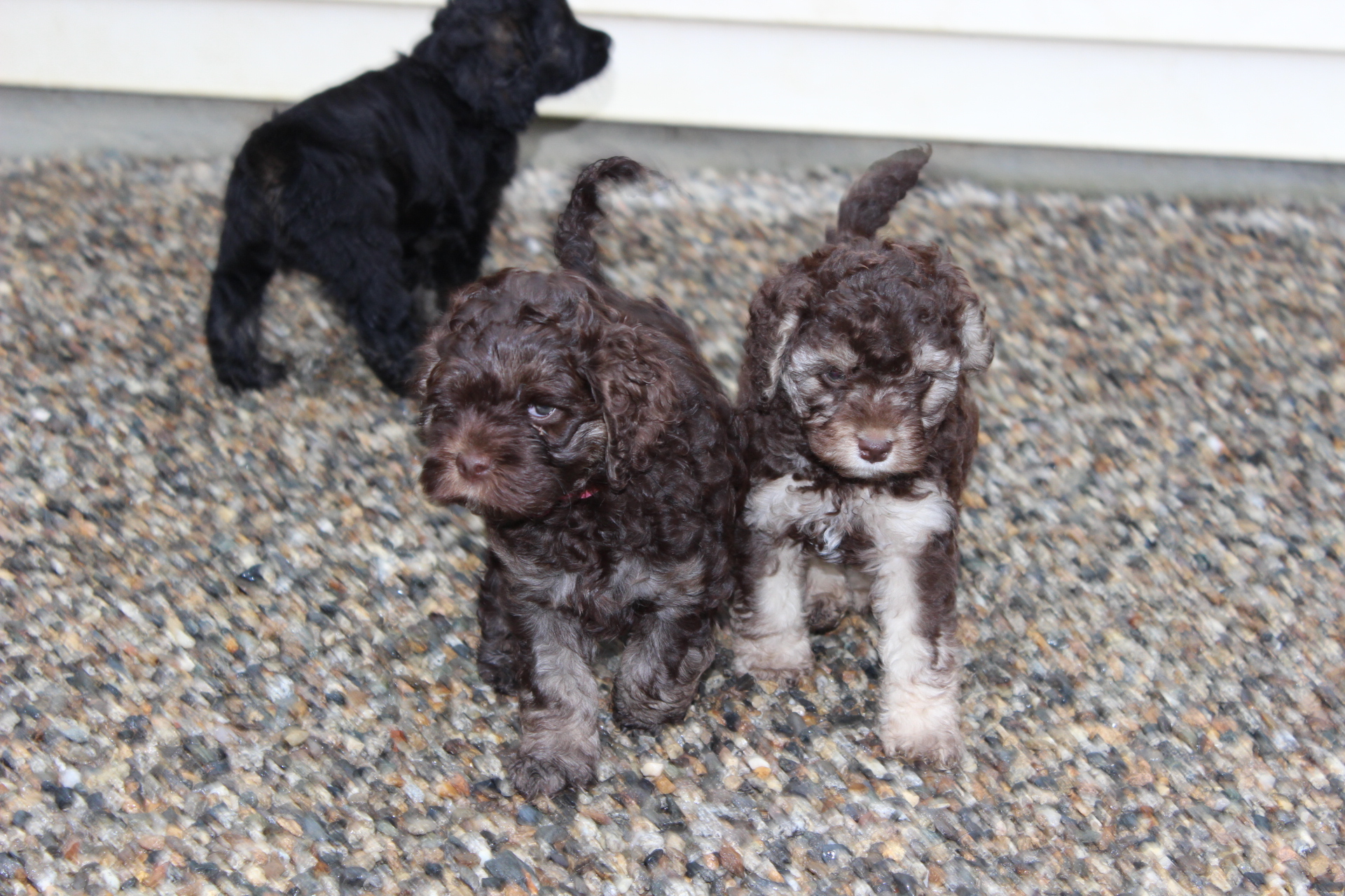 New Englands Piper, Maya & Maggie’s labradoodle puppies. Adorable