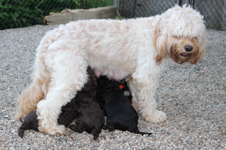 4 week old labradoodle puppies