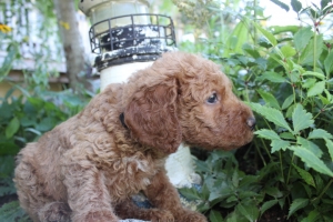 Black Collar Boy