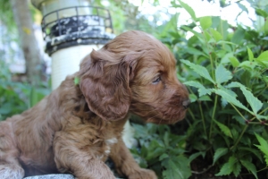 Lime Collar Female
