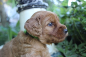 Lime Collar Boy