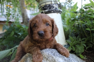 Pink Collar Female