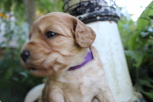 Purple Collar Female