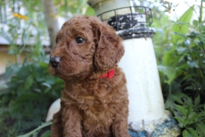 Red Collar Boy