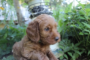 Turquoise Collar Boy