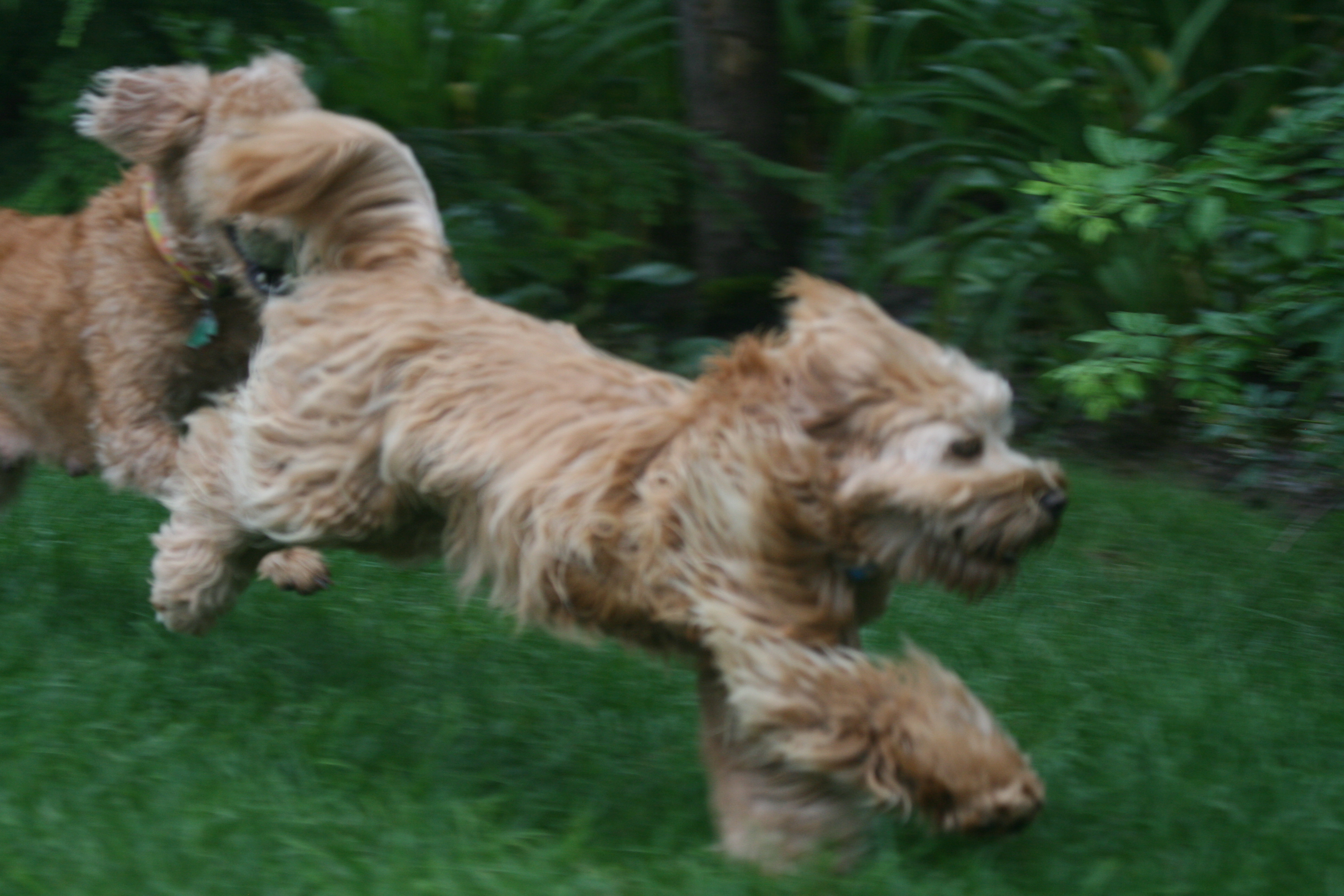 Southern Maine Labradoodle. Adorable Down East Labradoodles