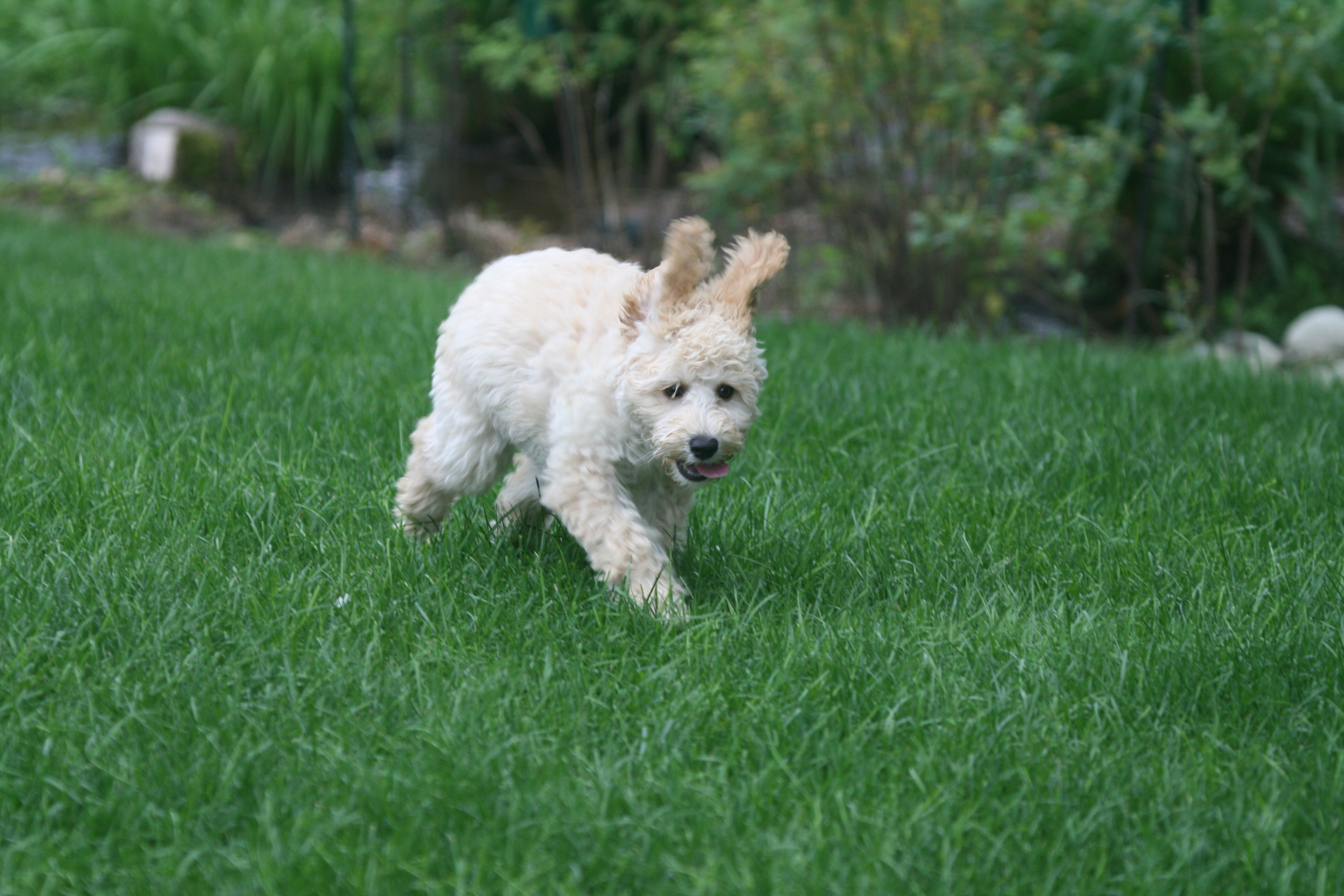 Southern Maine Labradoodle. Adorable Down East Labradoodles