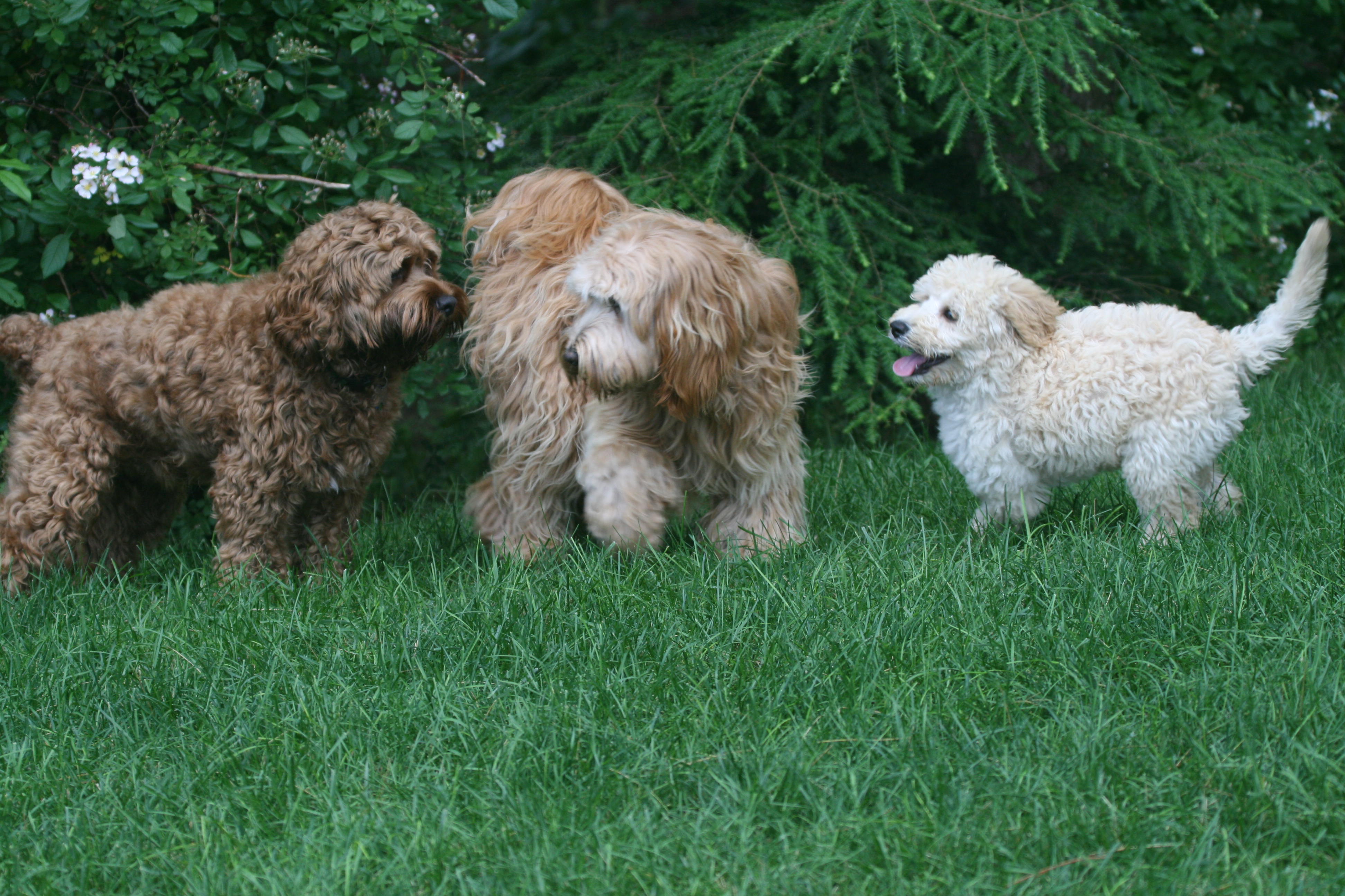 Southern Maine Labradoodle. Adorable Down East Labradoodles