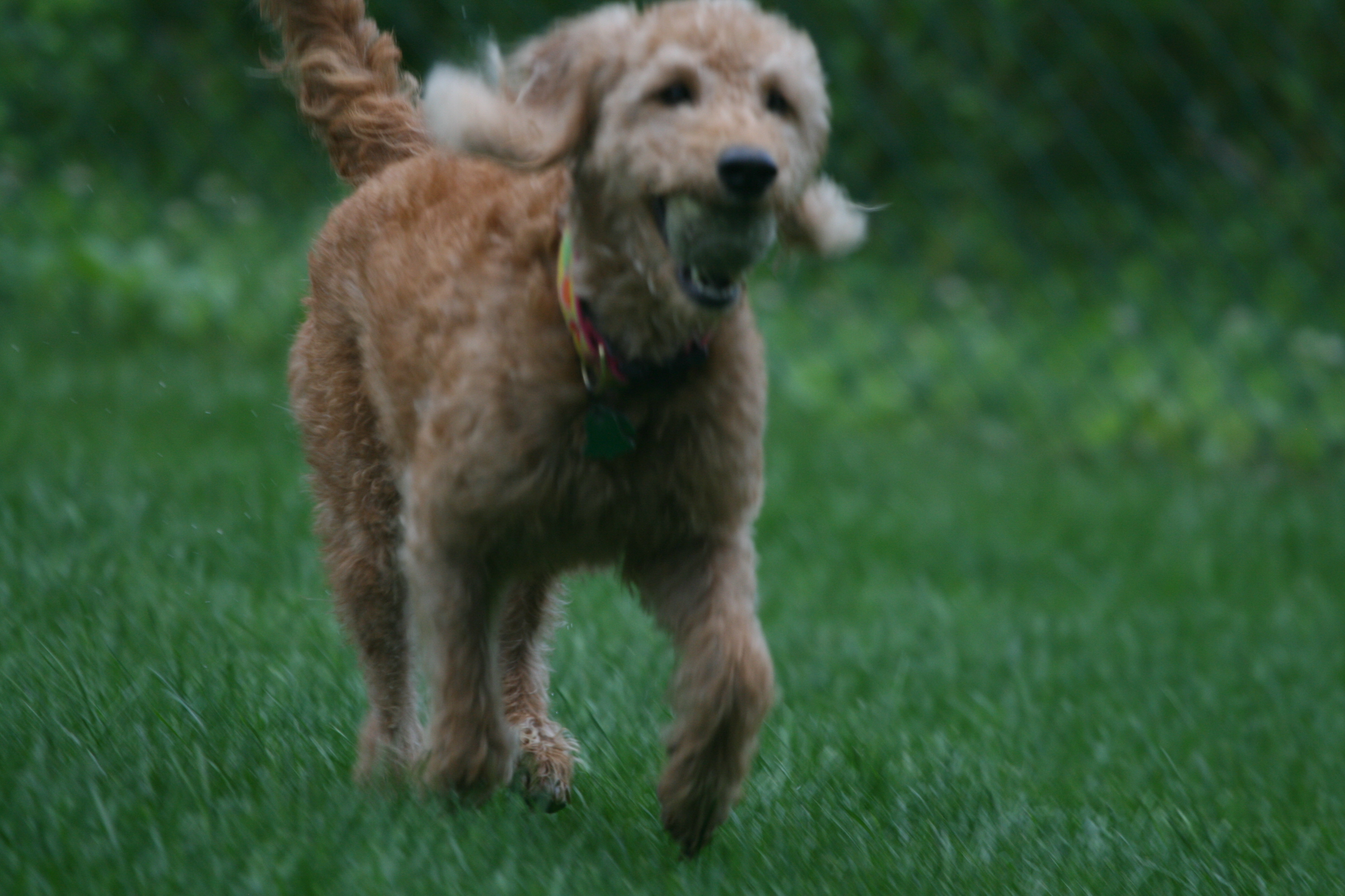 Southern Maine Labradoodle. Adorable Down East Labradoodles