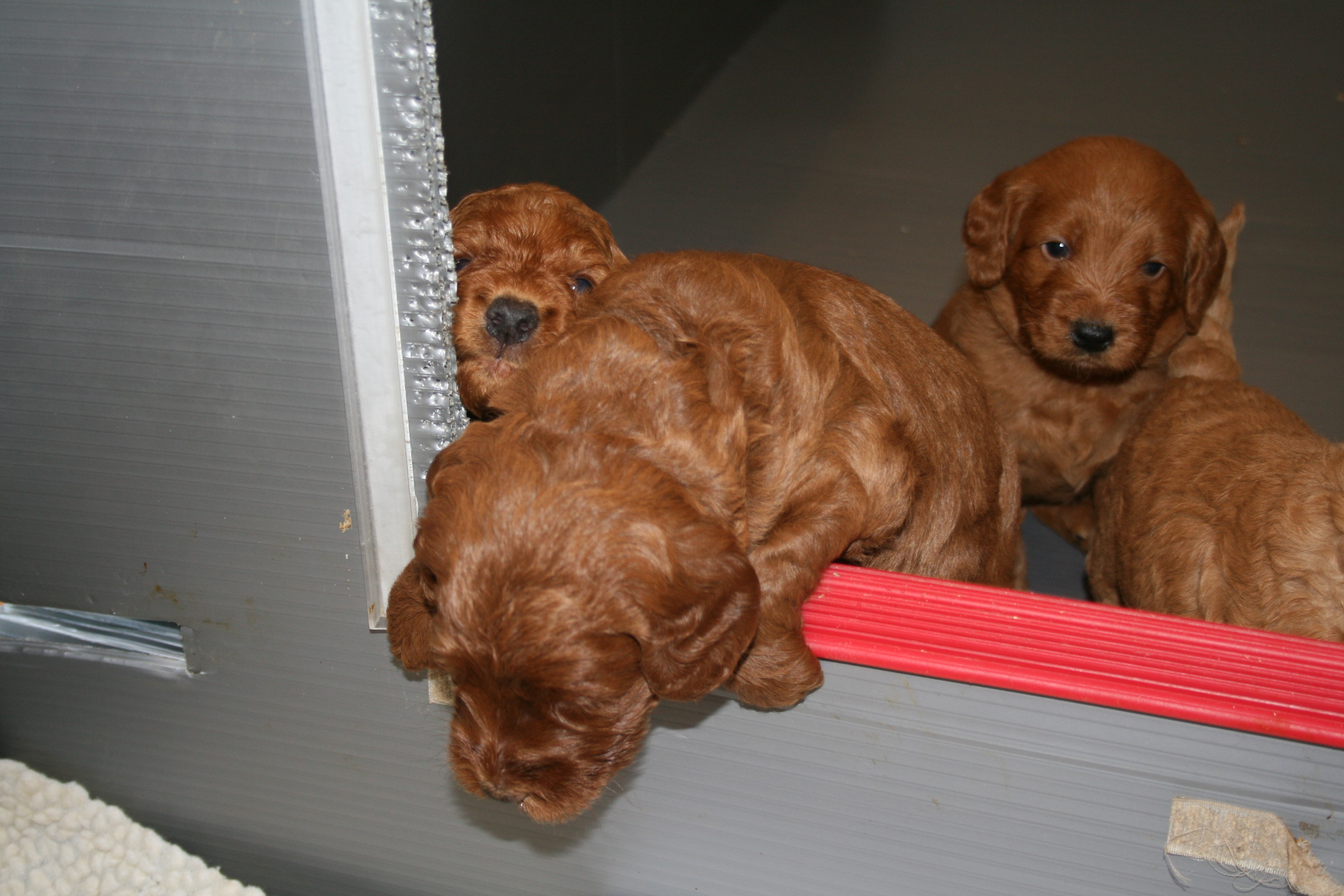 Southern Maine Labradoodle. Adorable Down East Labradoodles