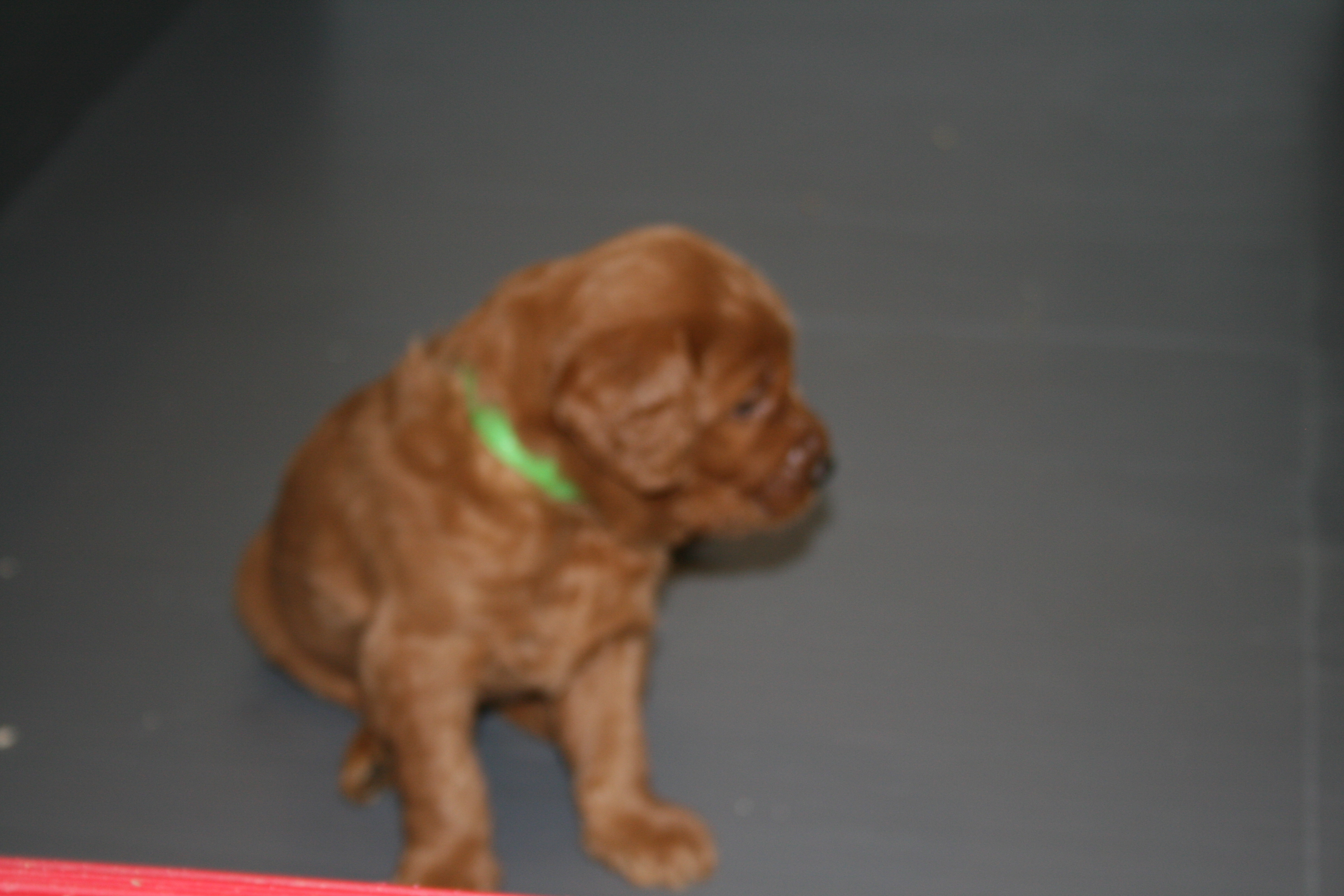 Southern Maine Labradoodle. Adorable Down East Labradoodles