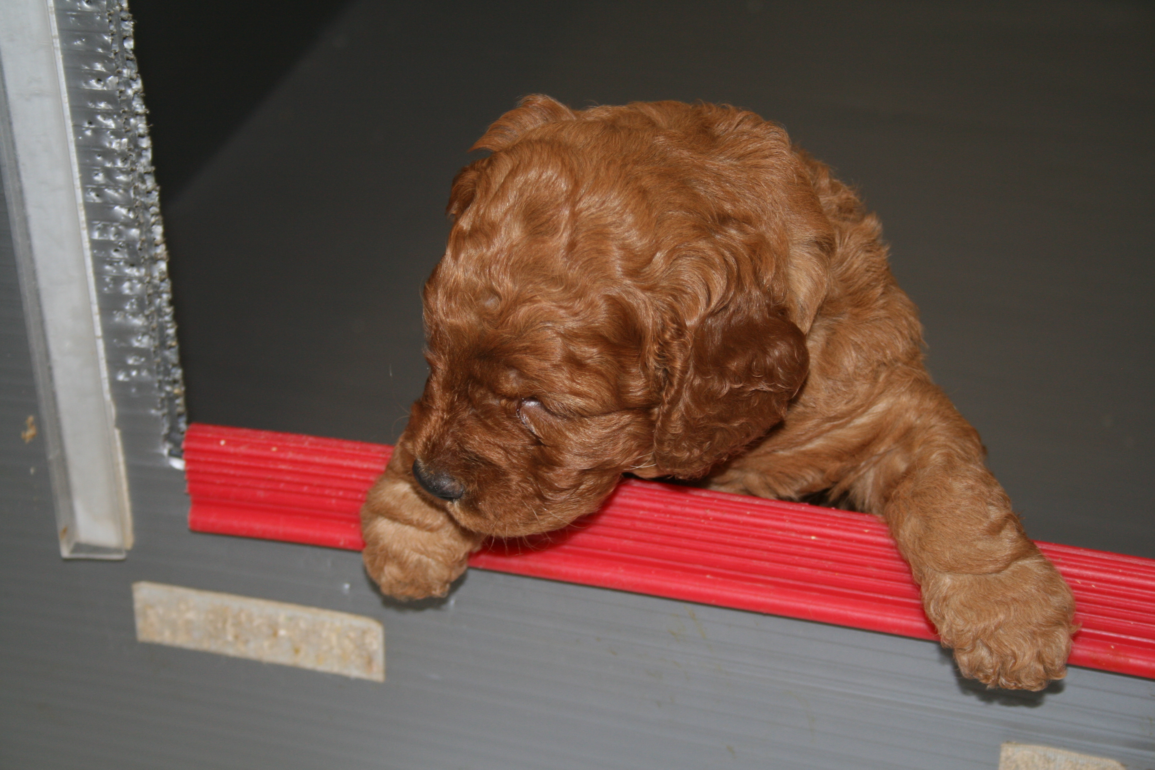 Southern Maine Labradoodle. Adorable Down East Labradoodles