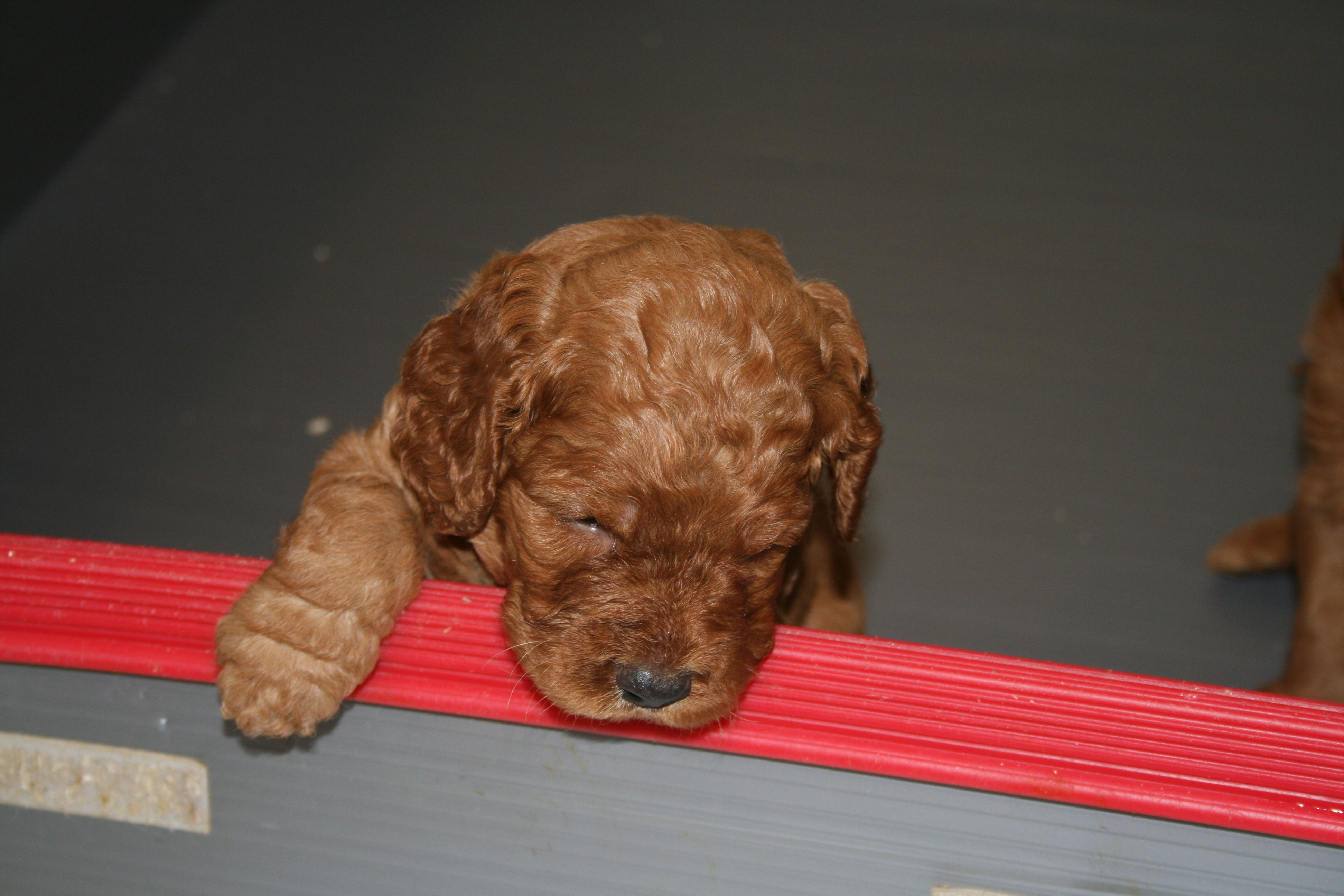 Southern Maine Labradoodle. Adorable Down East Labradoodles