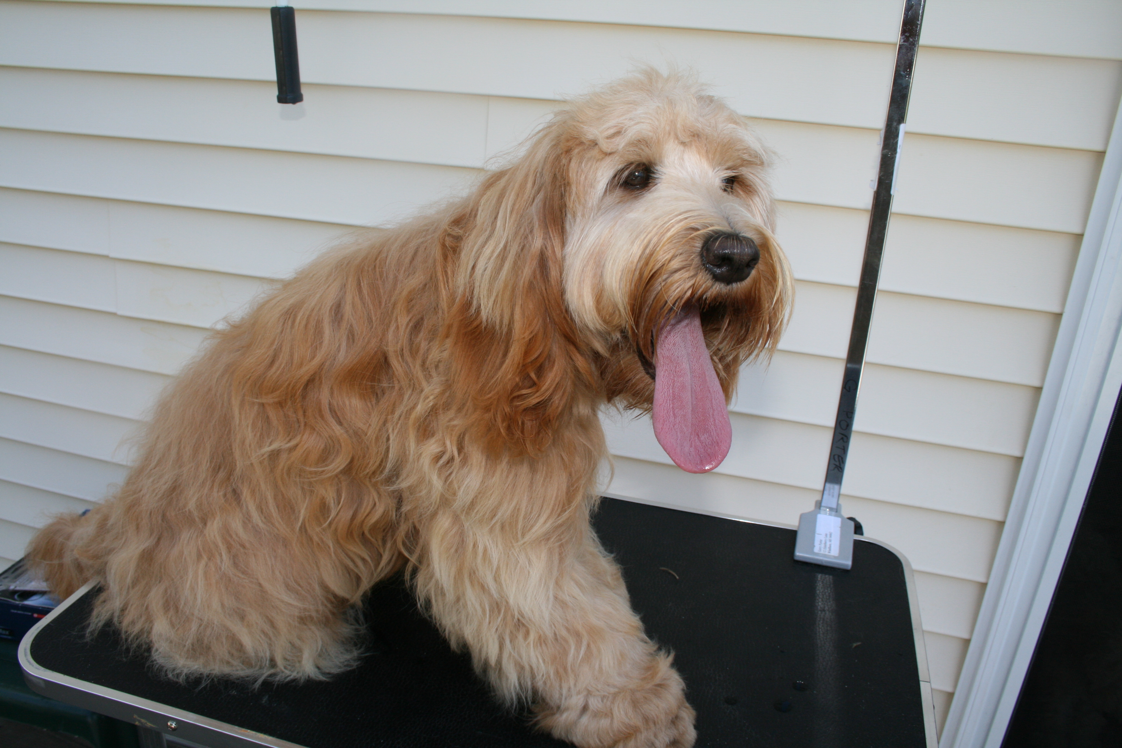 Southern Maine Labradoodle. Adorable Down East Labradoodles