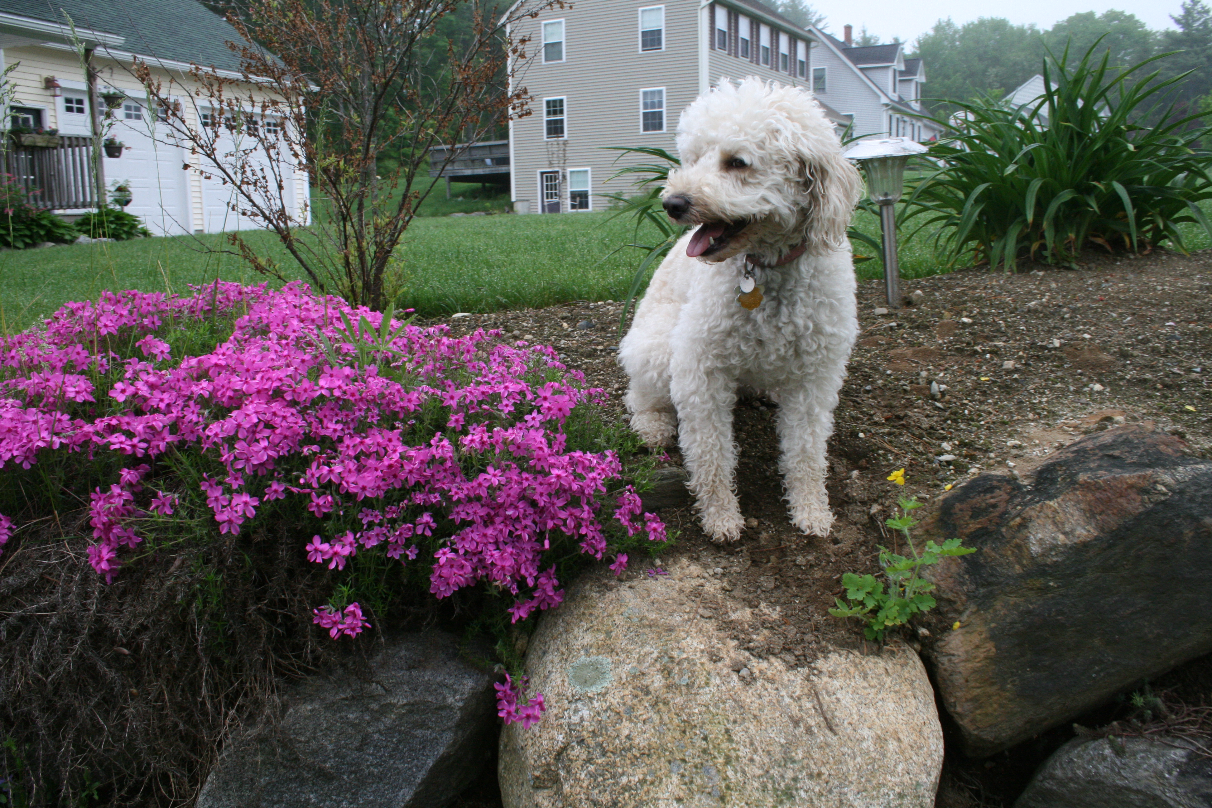 Labradoodle Puppy in Southern Maine. Adorable Down East Labradoodles