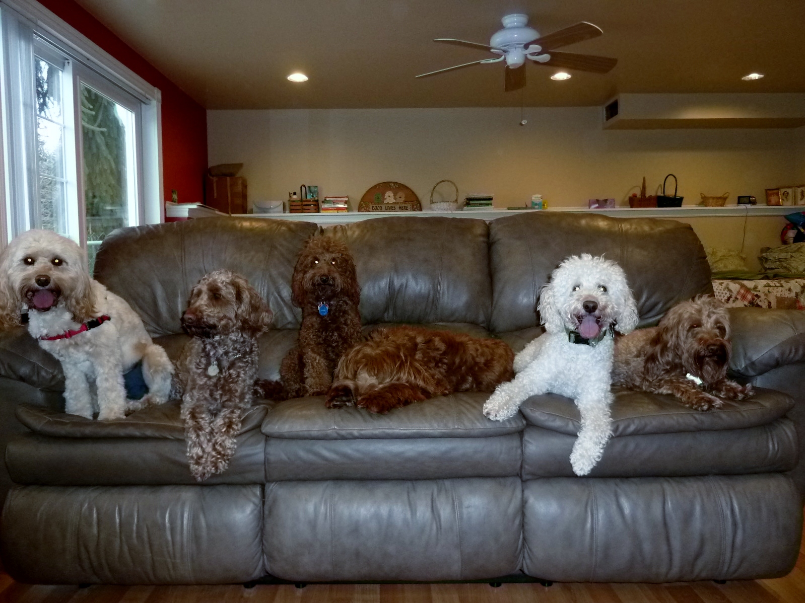 Southern Maine Labradoodle Puppy Adorable Down East Labradoodles