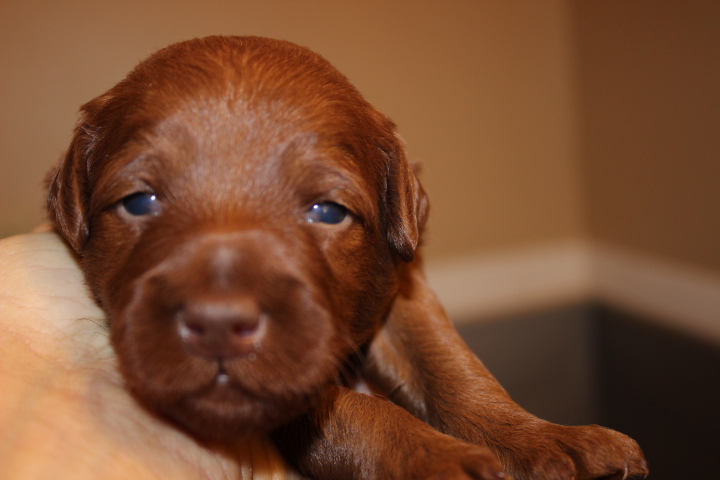 top 28 how till puppies open their heartbroken culverwell family had cocker spaniel stolen top 28 how till puppies open their heartbroken culverwell family had cocker spaniel stolen