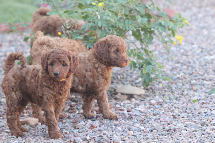 4 week old labradoodle puppies