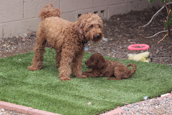 labradoodle puppies az labradoodle puppy in arizona adorable east labradoodles labradoodle puppies az labradoodle puppy in arizona adorable east labradoodles