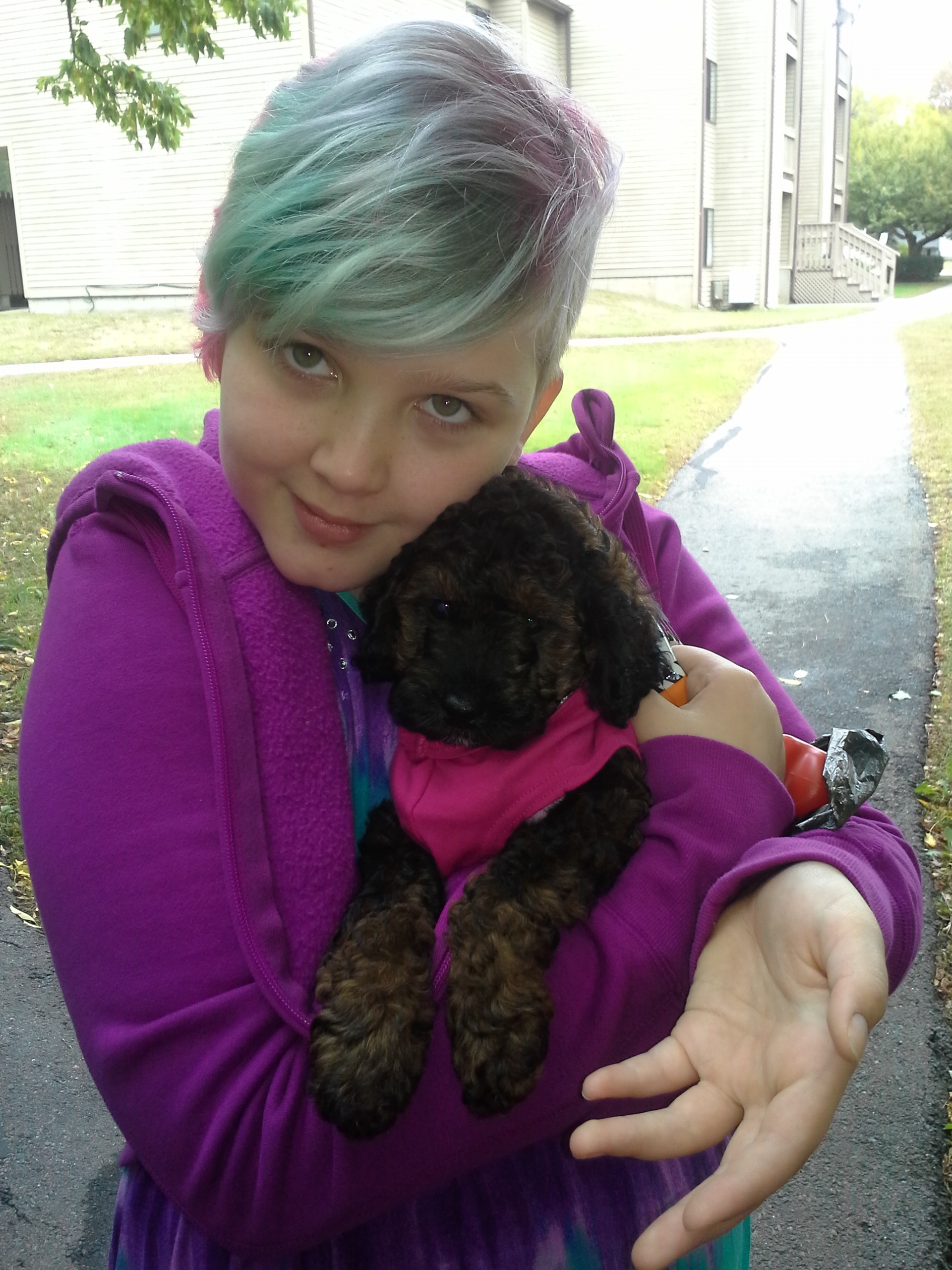 Labradoodle Puppy AZ, CA & New England Adorable Down East Labradoodles