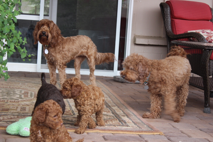 labradoodle puppies az labradoodle puppy arizona california new adorable east labradoodles labradoodle puppies az labradoodle puppy arizona california new adorable east labradoodles