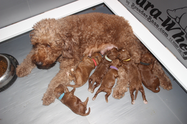 ADEL's Labradoodle Puppy Arizona, New England & California | Adorable Down  East Labradoodles