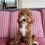 Cute Labradoodle Puppy